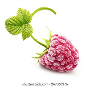 Frozen raspberry branch isolated on white background - Powered by Shutterstock