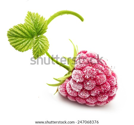 Frozen raspberry branch isolated on white background