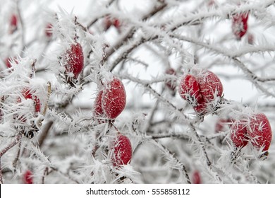 Frozen Red Plants - Rose Hips. Macro Photography. Winter Scene