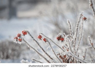 Frozen red rosehip berries in winter