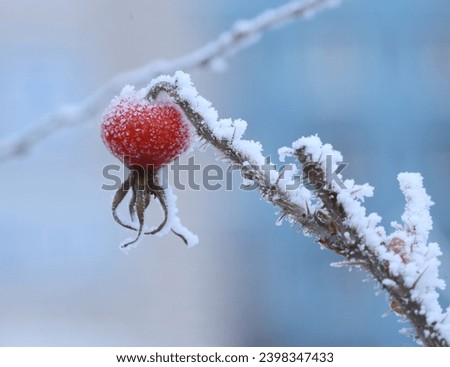 A frozen red rosehip berry covered with frost on a bush branch