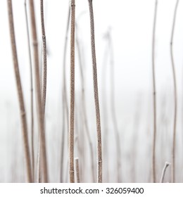 frozen reeds, selective focus
