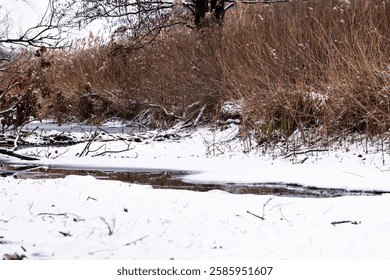 the frozen river in forest