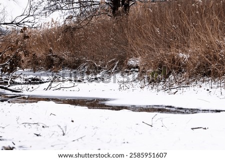 the frozen river in forest