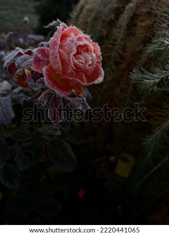Frozen rose flower in the garden