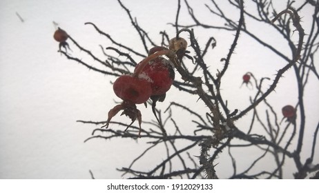 frozen rose hips against the snow
