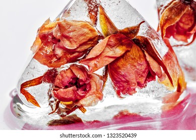 Frozen rose in ice cube