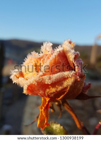 Frozen rosebloom in the winter