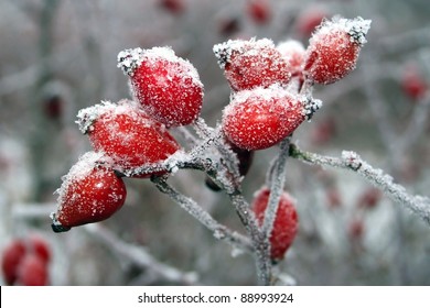 3,929 Rosehip frost Images, Stock Photos & Vectors | Shutterstock