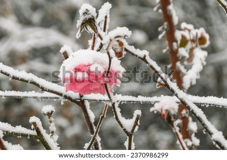 Frozen roses. Rose bushes in ice. Red roses and white snow. Rose bushes after rain and sudden cold snap. Cold snap and plants. View of the red rose flower in winter.