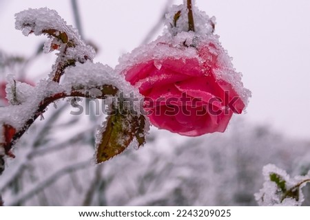 Frozen roses. Rose bushes in the snow. Red roses and white snow. Rose bushes after rain and sudden cold snap. Severe cold snap and plants. View of the red rose flower in winter.