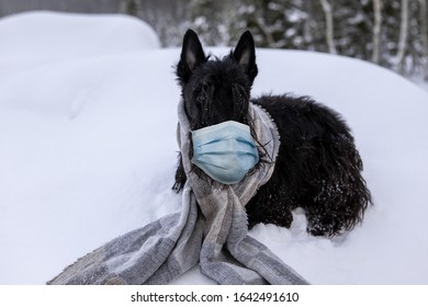 A frozen sad puppy of the Scottish Terrier sits in the winter snow, worn a medical mask and wrapped in a light scarf, against the backdrop of the mountains. The seasonal viral disease, coronavirus.