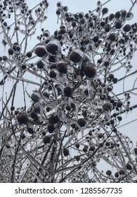 Frozen Seeds on an Icy Morning