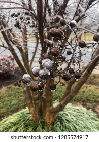 Frozen Seeds on a Tree Branch