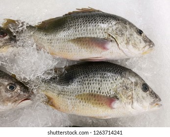 frozen snapper fish