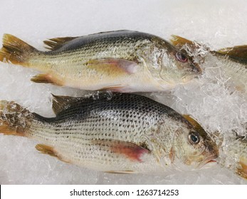 frozen snapper fish