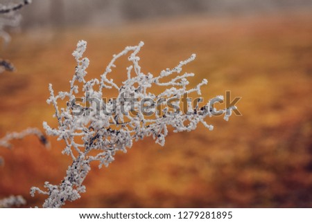 frozen snow plants