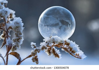 frozen soap bubble on a branch of a dry plant - Powered by Shutterstock