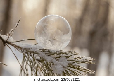Frozen soap bubble on a pine branch