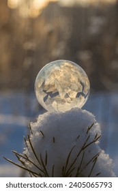 Frozen soap bubble on a pine branch