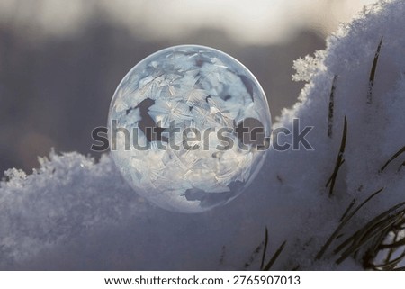 Frozen soap bubble on a pine branch