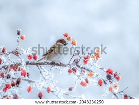 A frozen sparrow sits on a prickly and snow-covered branch of a rosehip with red berries on a frosty winter morning
