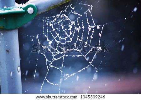 Frozen spider web