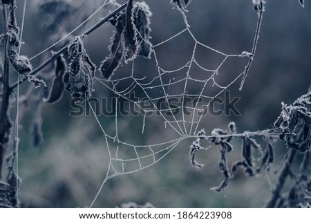 Similar – Image, Stock Photo Close-up of snowy leaves of rosa rubiginosa in winter