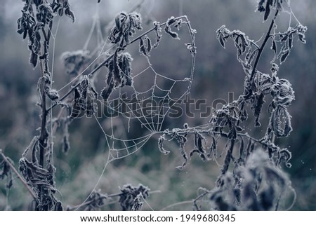 Image, Stock Photo Close-up of snowy leaves of rosa rubiginosa in winter