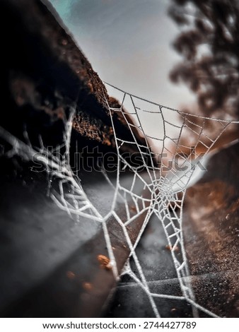 Frozen spider web between a gutter