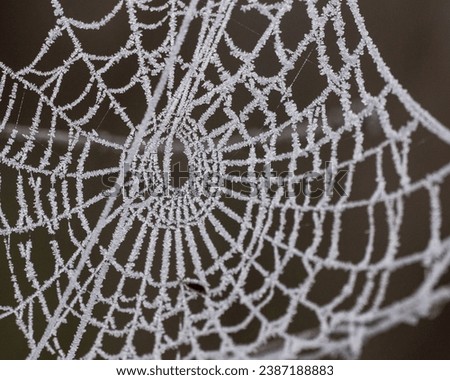 Frozen spider web with clear background UK