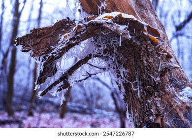 Frozen spider web in the forest - Powered by Shutterstock