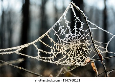 Spider Webs Stock Photos Images Photography Shutterstock