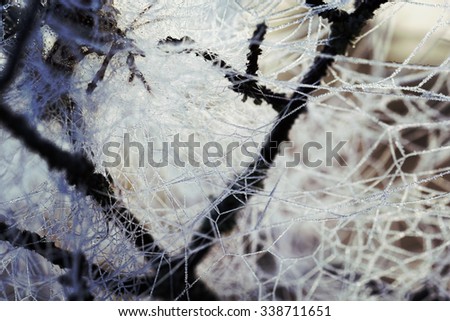 A frozen spider web on a tree branch. Image taken during early sunrise on a cold morning. Image has a vintage effect applied.