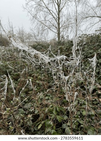 Frozen spider web in trees