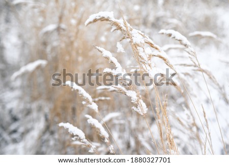 Frozen spikelets on the blurred background of a snowy winter wheat field