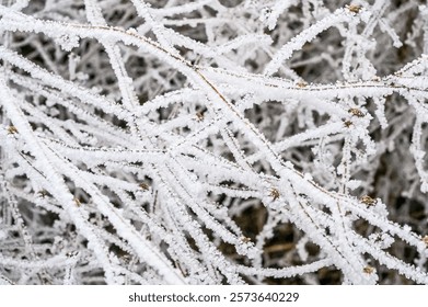 Frozen Splendor: Sharp Ice Needles