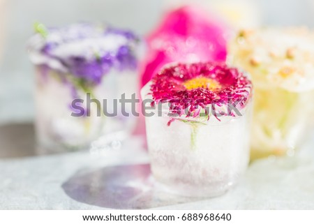 Frozen Spring Flowers in Ice Cubes on Light Background