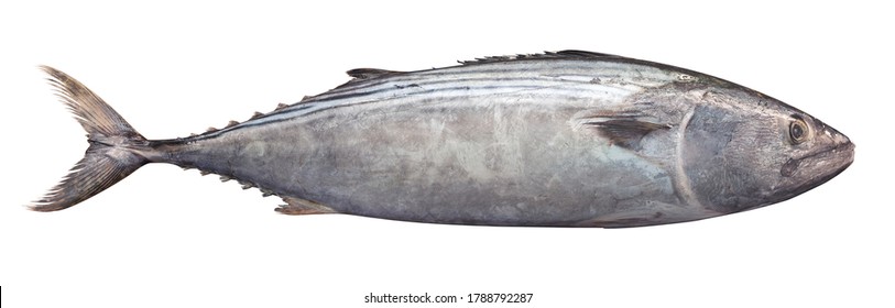 Frozen Striped Bonito Isolated On White Background