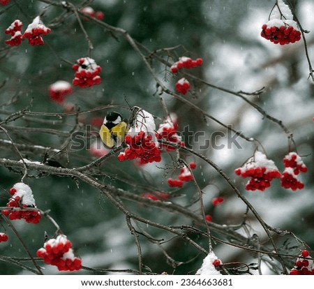A frozen tit sits on a branch next to rowan berries. Snow lies like a cap on rowan bunches. Snowing. Winter forest background with tit and rowan.