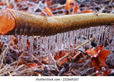 Frozen tree