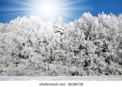 Frozen tree