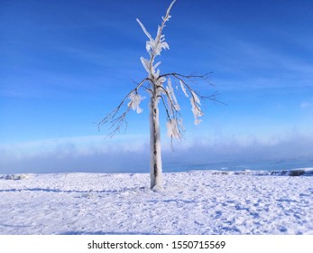 Frozen Tree After Blizzard Polar Vortex In Chicago. 