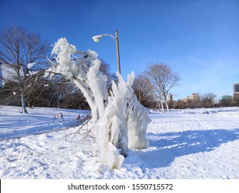 Frozen Tree After Blizzard Polar Vortex In Chicago. 