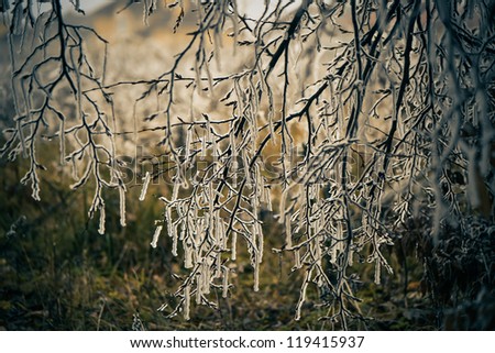 frozen tree branches at fall season
