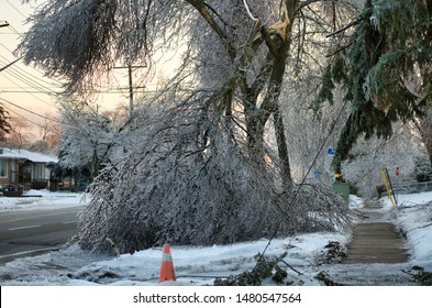 Frozen Tree Collapses And Takes Down Power Lines. This Photo Was Taken After The 2010 Ice Storm In Toronto Which Result In A Major Power Outage That Lasted Several Days.