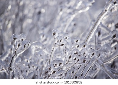 Frozen Tree On Ice Storms