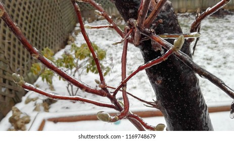 Frozen tree on winter