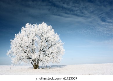 Frozen Tree On Winter Field And Blue Sky