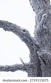 frozen tree trunk isolated background with text space between branches